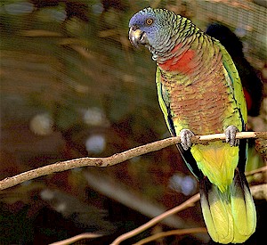 parrot2.jpg (38658 bytes)